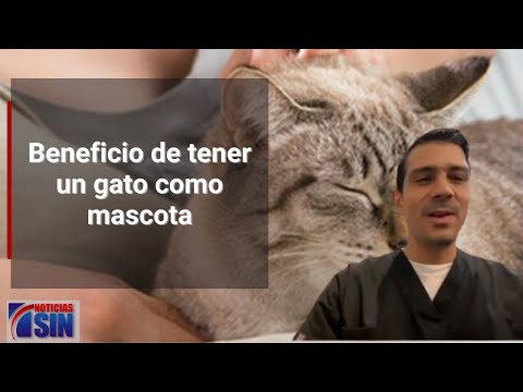 Beneficio de tener un gato como mascota