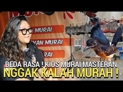 BONUS BANYAK ! MBAK INI RELA KASIH BONUS ASAL BURUNGNYA LAKU MURAI BATU CUCAK IJO KIOS RYAN MURAI