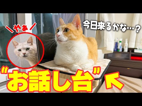猫の動画サムネイル - 「今日は来るかな…」地域猫を待つ猫のために“特等席”を用意したら、めちゃくちゃ気に入ってくれましたwww