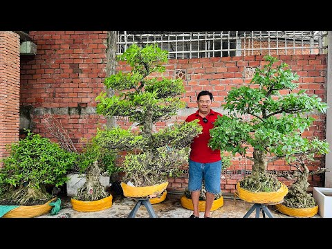 Lê Huy 14/12 chào bán nhiều loại Cây Cảnh Bonsai  #0913936796