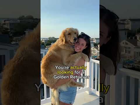 Are you Looking for a Golden Retriever?