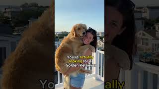 Are you Looking for a Golden Retriever?