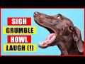 Understanding Dog Behavior and Sounds
