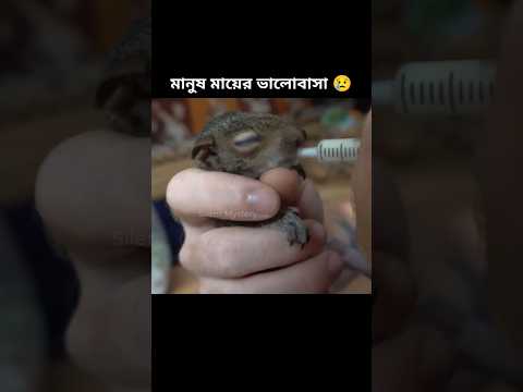 পরের অংশ দেখতে 👆 উপরে ক্লিক করুন । কাঠ বিড়ালের প্রতি মানুষ মায়ের ভালোবাসা #animalrescue