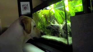 Fernsehen für Hunde - underwater Aquarium