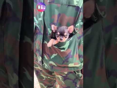 Thay vì khui babythree anh ấy khui bé Chihuahua 😂 #shorts #yeulu