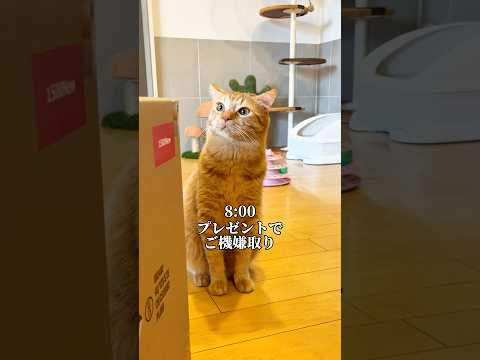 ご機嫌斜めな猫にプレゼントをあげた結果 #cat #ネコ #つなまよ #PR
