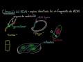 DNA Cloning and Restriction Enzymes