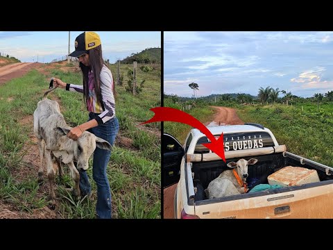 RESGATANDO BEZERRA ABANDONADA  NA ESTRADA 😭