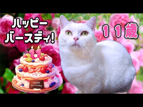 白猫ラムが11歳の誕生日を迎えました！