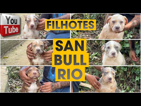 ❤️‍🔥 FILHOTES DO CANIL SAN BULL RIO