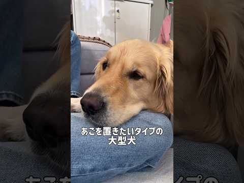 あごを置きたいタイプの大型犬 #ゴールデンレトリバー #大型犬のいる生活 #大型犬と子供 #goldenretriever サムネイル
