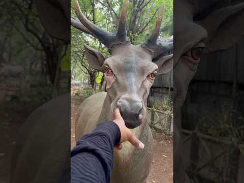 Deer 🦌 ne ungali naak me fasa diya 😱😂🤣#shorts