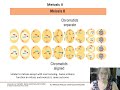 Meiosis Concepts and Processes