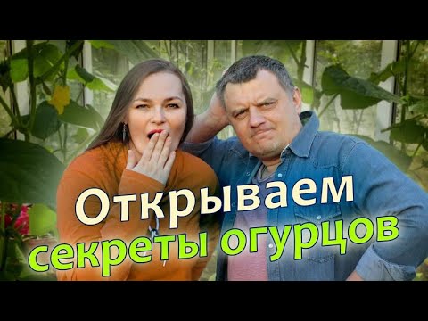 Когда сажали эти огурцы ДАЖЕ НЕ ДУМАЛИ