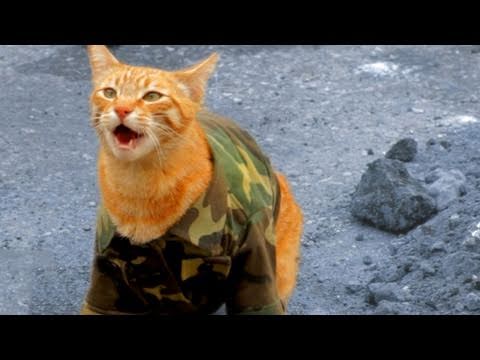 Behind the Scenes - Medal of Honor Cat