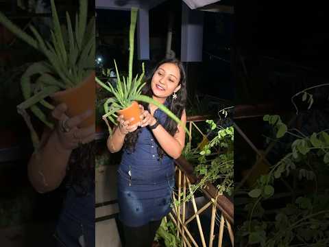 Root rot, voh bhi meri nigrani me, no way❌🌿Kochia rescue successful!🌱✨#plants #garden #gardening