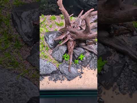 Planting: DONE ✅ #shorts