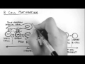 B Cell Development and Maturation