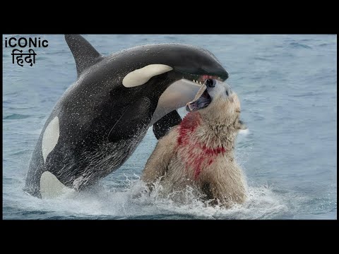 भालू ने आज बहुत बड़ी भूल कर बैठा | When A Polar Bear Meets A Hungry Orca!