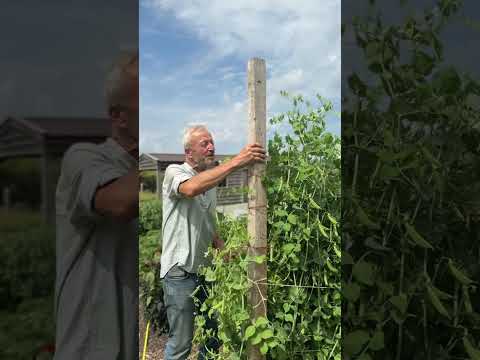Pea Growing: Rondo to Shell & Tall Sugar to Eat Whole – Sweet & Surprising Growth