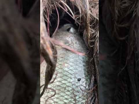 amazing village fishing #fishing #fishspecies #village