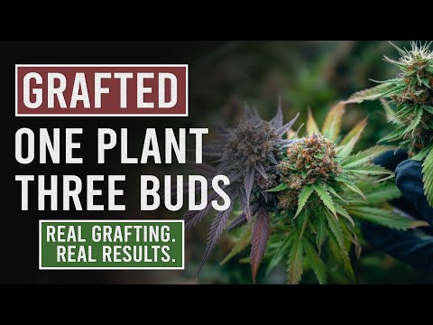 YouTube video thumbnail: Cannabis Grafting: How to Grow Multiple Strains on One Plant.