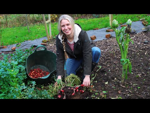 The Garden in December // Harvesting New Zealand Yams and a Garden Tour