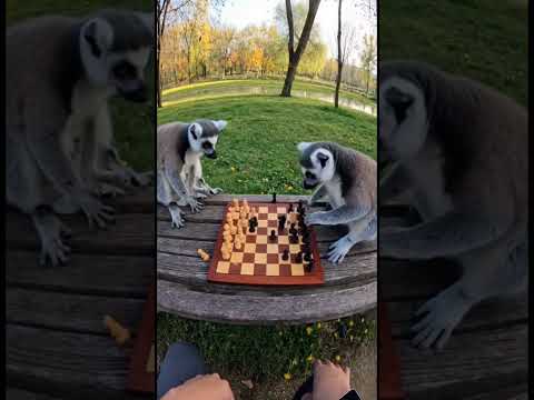 🐒 Lemurs Play Chess Like Pros 🏆#lemurs#animals#chess#bestmatch#viral