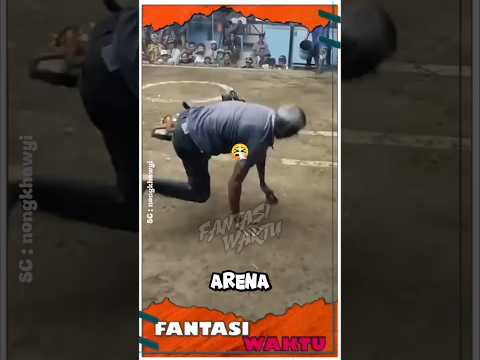 Ayam Rambo Gugur di Arena #shorts #lucu #ayam