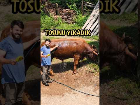 Arada bir dışarı çıkmazsa yıkıyor ortalığı..#kastamonu #köydeyaşam #köy #hayvancılık #kurbanlık