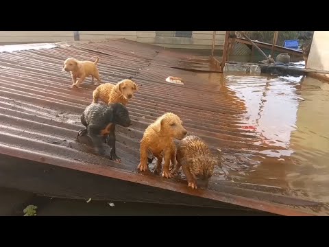 Mother Dog and 7 Puppies Crying for Help on The Roof After a Heavy Rain, All Submerged..