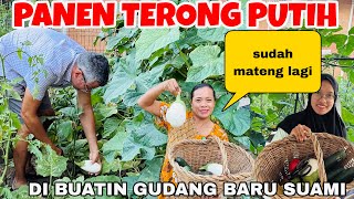 PUNYA GUDANG BARU BUATAN SUAMI LANGSUNG PANEN TERONG PUTIH DAN TOMAT ‼️