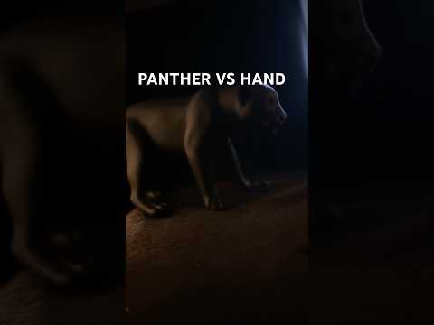 Who Will win ? #shorts