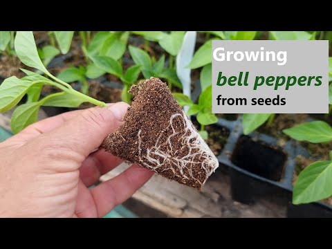 How to Grow Bell Peppers: Step-by-Step Guide from Seed to Outdoor Planting (Part 1)