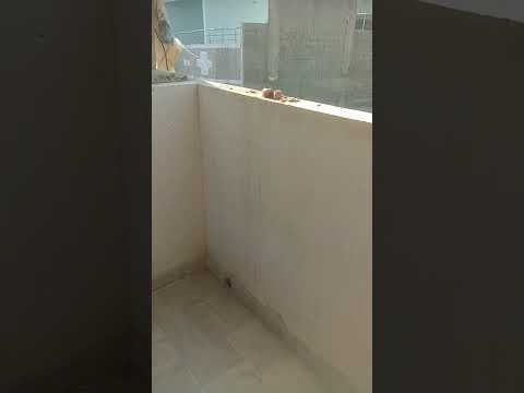 eagle eats meat #eagle #cat #catlover #viralvideo #chicken #eagle