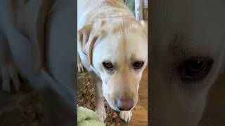 JOB: Professional Attention Seeker! #labradorretriever #dramaqueen #attentionseeker #cutedog