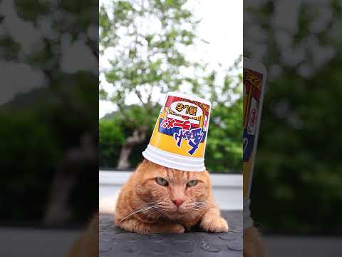 猫の動画サムネイル - 金ちゃんラーメンカップ鶏しお　250726　#のせ猫　 #cat #ねこ #ネコ　 #猫のいる暮らし　 #cute　 #猫のいる生活　 #kitten　 #cutecat