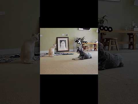 犬の反応がどう見ても人間なのですが…