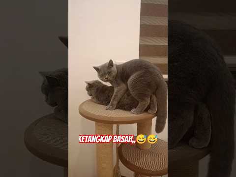 terciduk🤣#shorts#kucing#cutecat#videoshort
