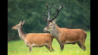 El Ritual de Apareamiento de los Ciervos Peleas Brutales y Secretos que la Naturaleza Oculta