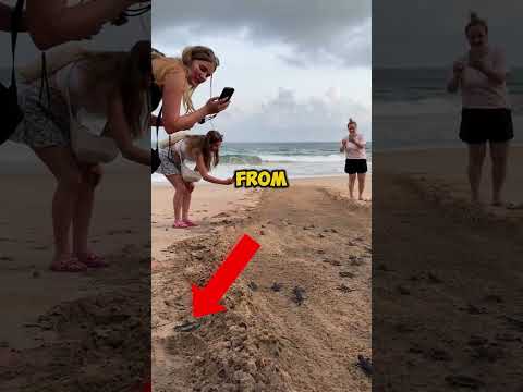 These Baby Turtles Need Help!