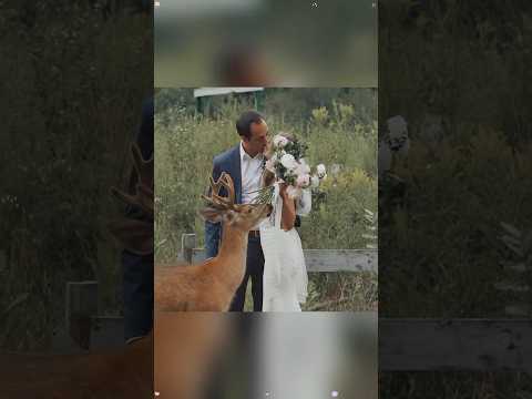When nature sends its own blessing.❤️#animals #wedding #wholesome #love #fyp