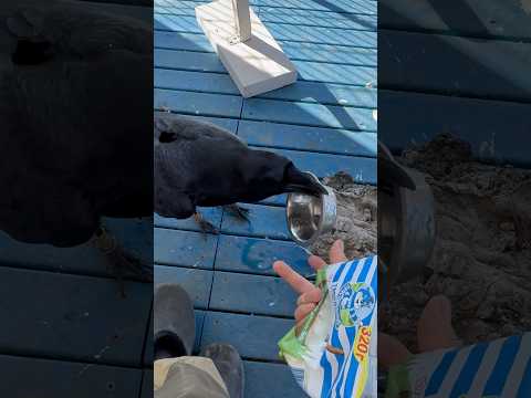 #animal #commonraven #воронгоша #birds #ворон #animals #raven #nature