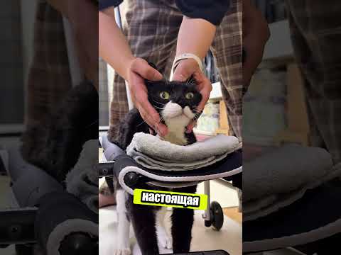 Парализованный кот доказал: чудеса возможны! ✨😺