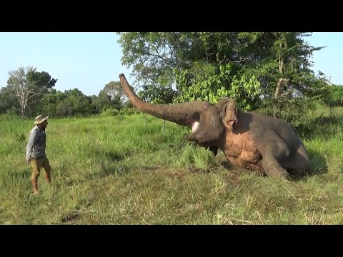 Heart-Stopping Moment: Rescuing a Wounded Elephant with a Swollen Leg