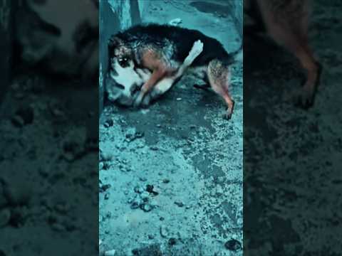 روك الشجاع في خطر !! 😣💔