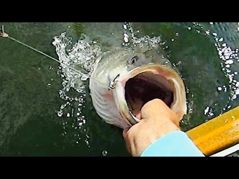 4 Hours of RAW and UNCUT Kayak Catfishing  Dragging Cut Bait on the  Tennessee River 