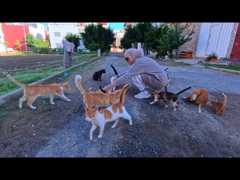 When you love stray cats, they will come running at you from all directions.