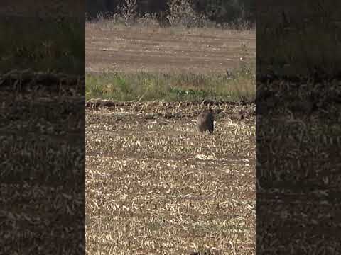 Exciting Pig Hunt #shorts
